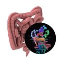 střevní microbiome